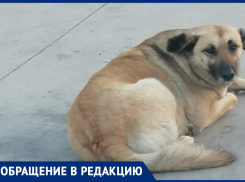 «Дети боятся выходить»: бездомные собаки терроризируют жителей Джемете в Анапе