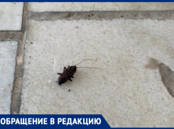 Туристы, приехавшие в Анапу, попали в номер с тараканами и плесенью за 6,5 тыс. руб.