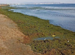 Туристы негодуют: море в Анапе окрасилось в кислотно-зеленый цвет