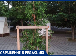 «Посадили – значит нужно ухаживать»: на набережной Анапы сохнет реликтовое растение – метасеквойя
