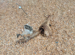 Власти Анапы начали проверку по факту гибели около 40 дельфинов в станице Благовещенской