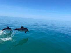 В Анапе продолжается сезон выброса дельфинов