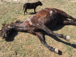 Убийце лошадей под Анапой грозит до двух лет тюремного заключения 