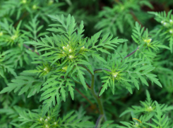 В Анапе усилят борьбу с амброзией