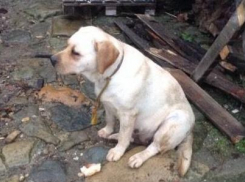 В Анапе «потеряшка» ждет хозяина