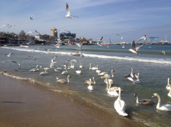 Надежда Огай обеспокоена тем, что в Анапе лебедей становится меньше, а чаек - больше