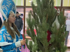 Мазут мазутом – Новый год по расписанию: волонтерам Анапы подарили елку