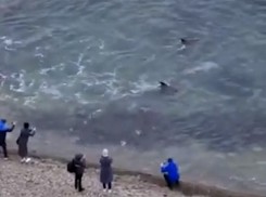 В Анапе во время охоты дельфины подплыли прямо к берегу