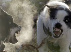 15 бродячих собак бомжа Лешего напали на женщину с ребенком в Детском парке Анапы