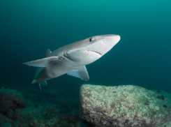 Какие акулы водятся в море возле Анапы и чем они опасны
