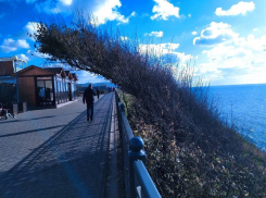 Кустарное величие: анапчанин об истинном количестве спиленных деревьев