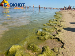 «Море ужасное»: туристка требует возврат стоимости отдыха в Анапе из-за обилия водорослей