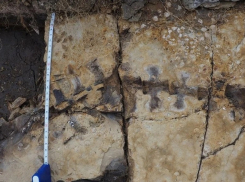 Найденный недалеко от Анапы скелет древнего животного вандалы растащили по частям