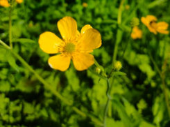 Яркий и опасный: в Анапе зацвел лютик