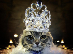 Голосование в конкурсе "Самый красивый кот Анапы" завершилось