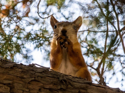 В анапском Сквере Гудовича появились новые пушистые жители
