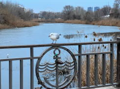 У берегов заповедника «Утриш» под Анапой насчитали около 300 тысяч птиц за 2022 год