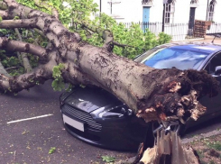 Прямо сейчас! В Анапе упавшее дерево повредило две легковушки