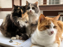 На набережной Анапы обустроят «Котополис»