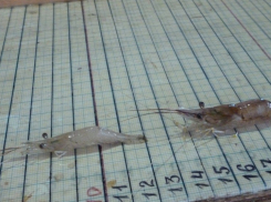 Мужчина выловил под Анапой более 1600 креветок и теперь может лишиться свободы на два года