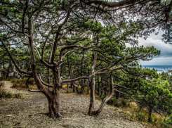 В заповеднике «Утриш» под Анапой начали проводить экскурсии