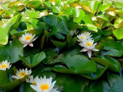 Магические цветы распустились в центре Анапы