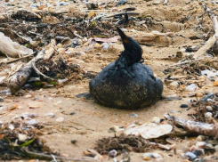 Более 200 птиц погибли на побережье Анапы после разлива нефтепродуктов