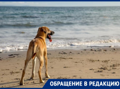 Анапчанка негодует: почему в Анапе стало традицией купать собак в море