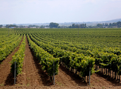 Теперь виноградники в Анапе не будут уходить под застройку многоэтажек
