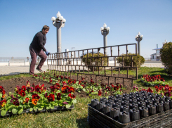 Анапа зеленеет: 5000 новых деревьев и кустарников к Новому году
