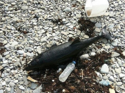 На Черноморском побережье продолжают гибнуть дельфины