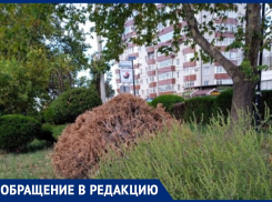 «Больно видеть таким запущенным любимый город»: анапчанка о состоянии одного из скверов