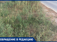 «До Усатовой Балки все в зарослях амброзии – аллергики мучаются»: анапчанка требует покосить сорняк