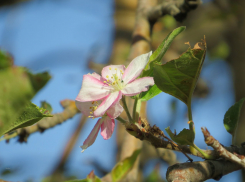 Сентябрьская весна: в Анапе второй раз цветут яблони – комментарий эколога