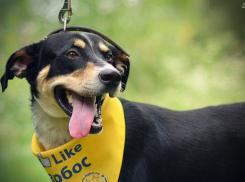 Анапчан с собаками дворовой породы приглашают побороться за «Кубок Барбоса»