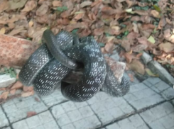 Змеи есть не только в Анапе, в Дюрсо рептилия заползла в подвал дома