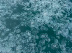 Какой-то странный май: в Анапе на Высоком берегу замечен кисель из медуз