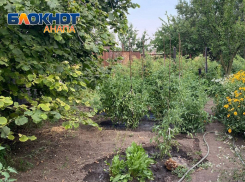 Собираем урожай и готовимся к зиме: что нужно сделать дачникам Анапы в августе 
