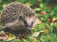 Знаете, как спасти ёжиков в Анапе?