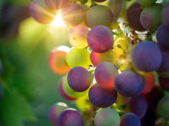 Какую поддержку окажут краевые власти анапским виноделам?