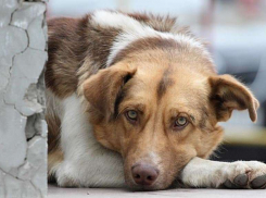 В Анапе бродячие животные рассорили соседей во дворе