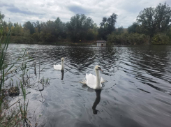 Лебеди добрались до Анапы на поезде из Саратовской области