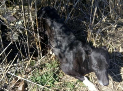 В Анапе возле плавней собака попала в капкан