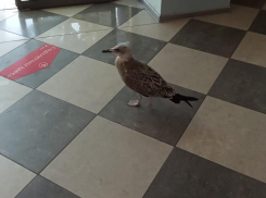 Бесстрашная птица зашла в фотосалон в центре Анапы