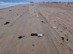 Берег моря в Анапе усыпан мертвыми птицами - видео