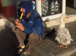 Мужчина с гусем на улицах города привлек внимание жителей Анапы