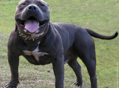 Анапчане, знаете, каких собак опасно заводить?