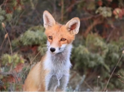 Анапский блогер приручила лису, обитающую в районе 400 ступеней