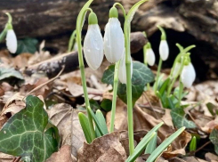 За уничтожение подснежников в Анапе можно получить до 9 лет лишения свободы — подписан указ