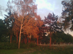 Куда обращаться анапчанам, чтобы спилили аварийное дерево